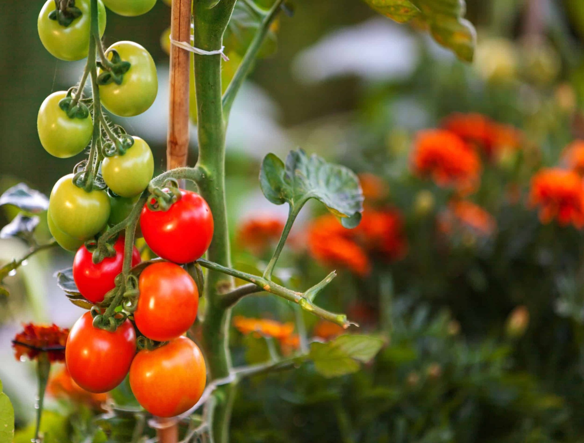 6 REASONS YOU SHOULD PLANT MARIGOLDS WITH TOMATO PLANTS | Flipboard