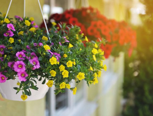 7 of the Best Flowers To Plant in Hanging Baskets