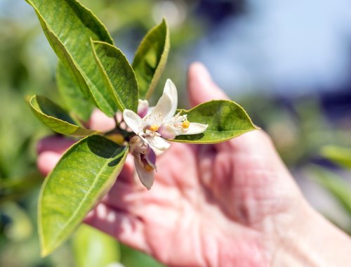 7 Tips To Encourage Fruiting on Lemon Trees
