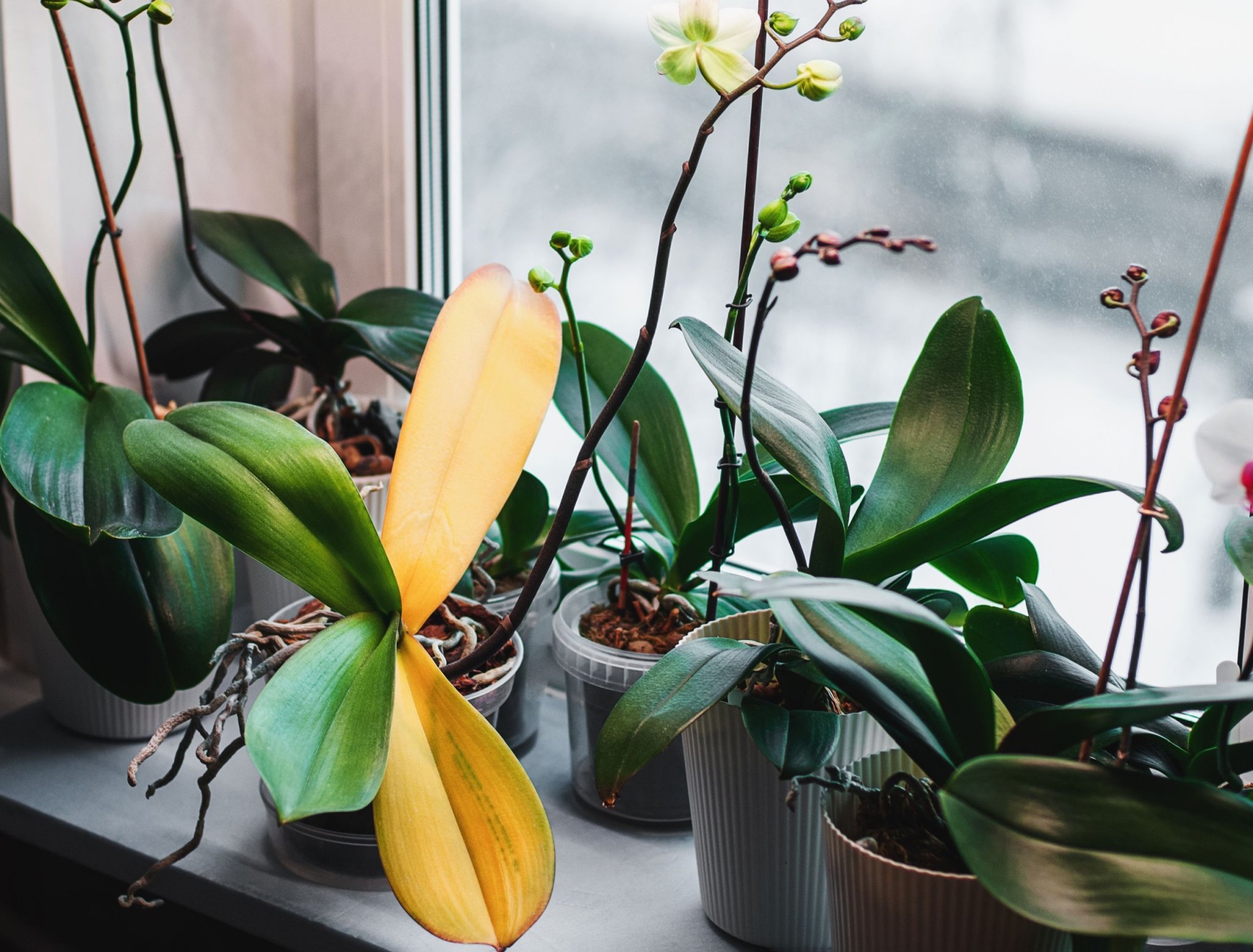 Why Your Orchid is Not Blooming