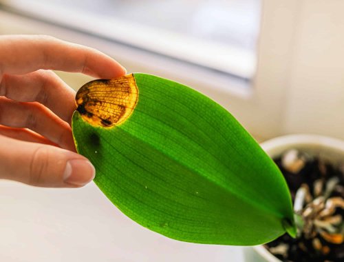 Why Your Orchid Leaves Are Turning Yellow