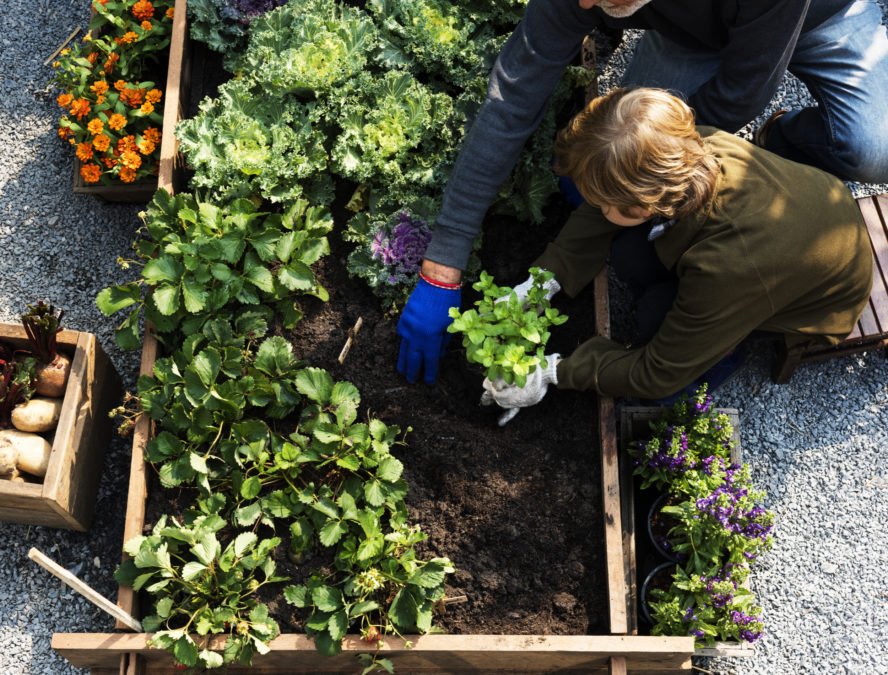 15 Backyard Vegetable Garden Ideas for Beginners