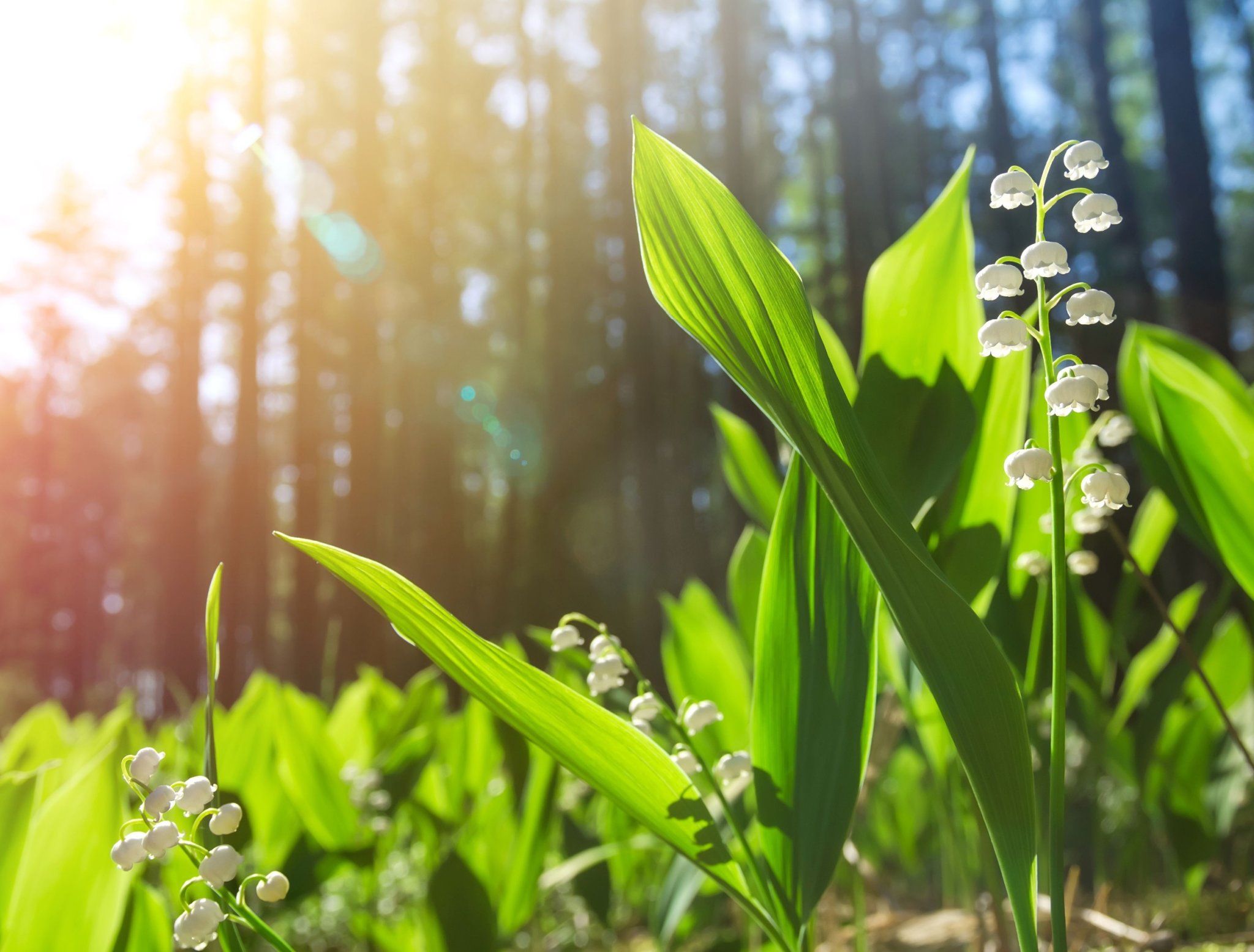 5 Best Ground Covers And How They Can Help With Landscaping