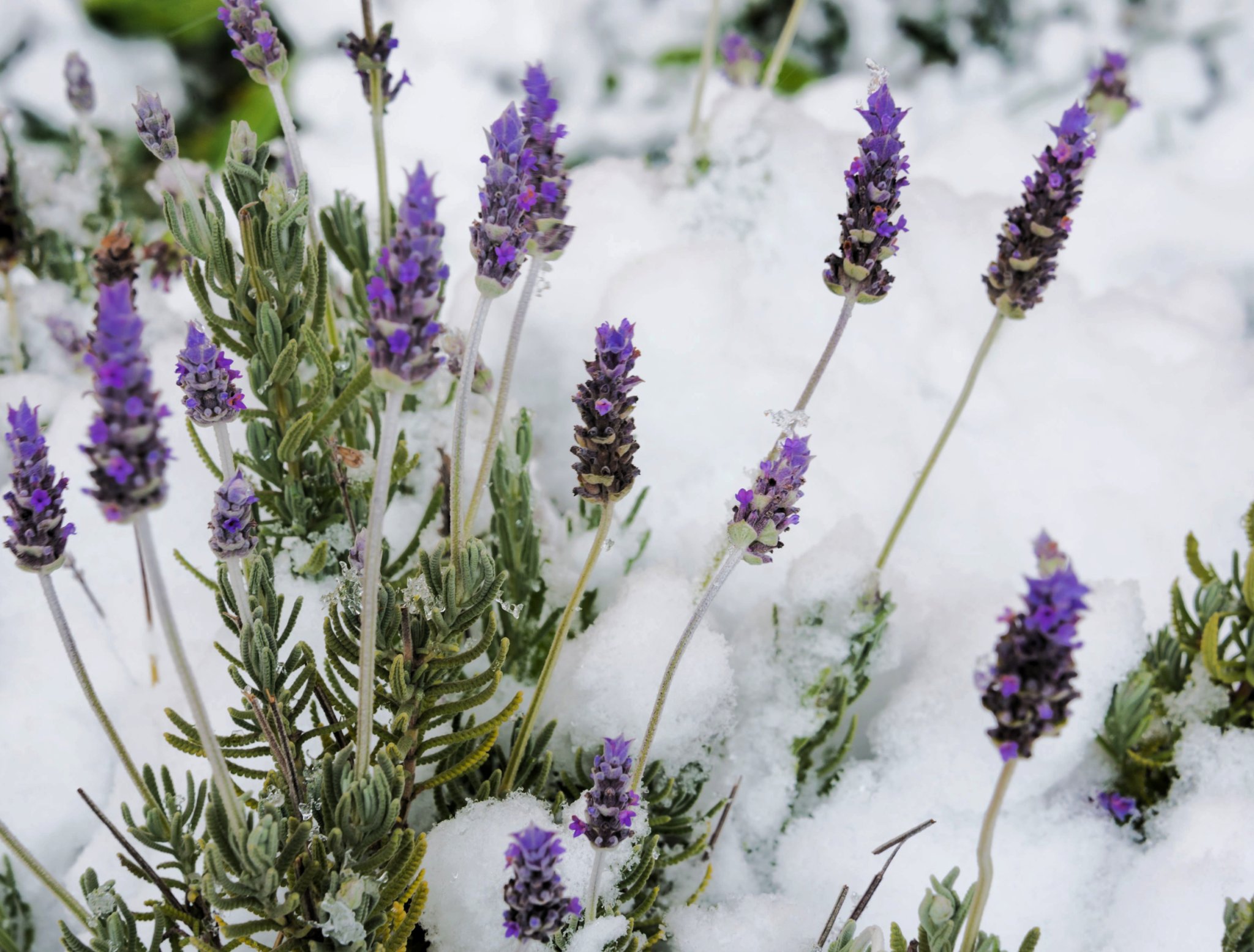 How to Care for Lavender in Winter