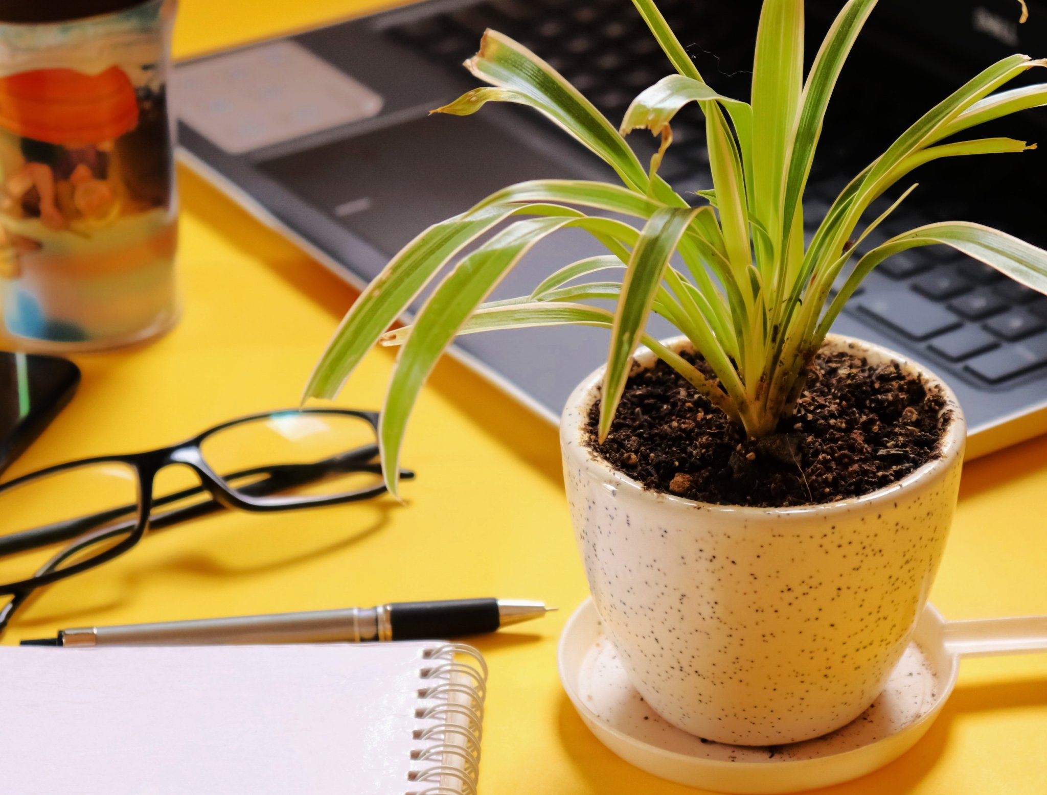 HOW OFTEN TO WATER YOUR AIR PLANTS Flipboard