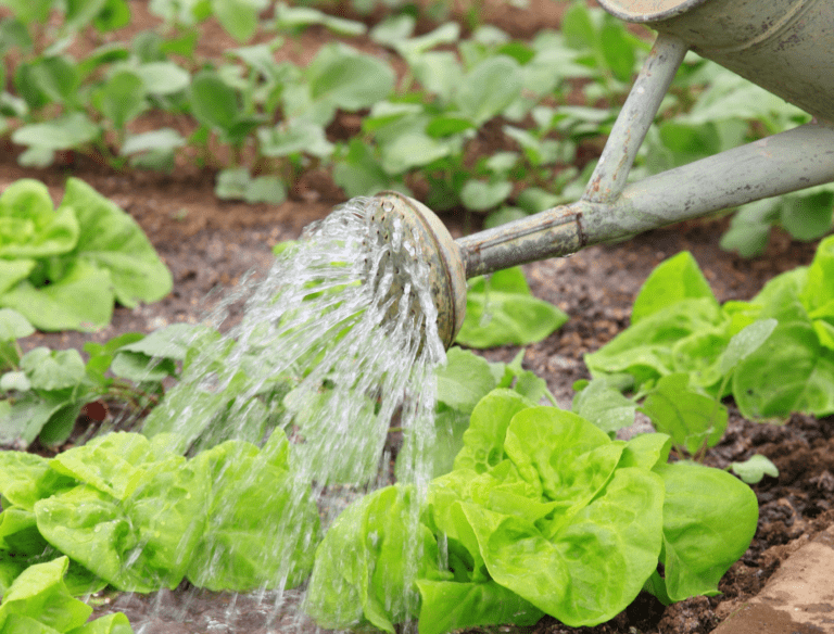 How Often to Water Your Vegetable Garden