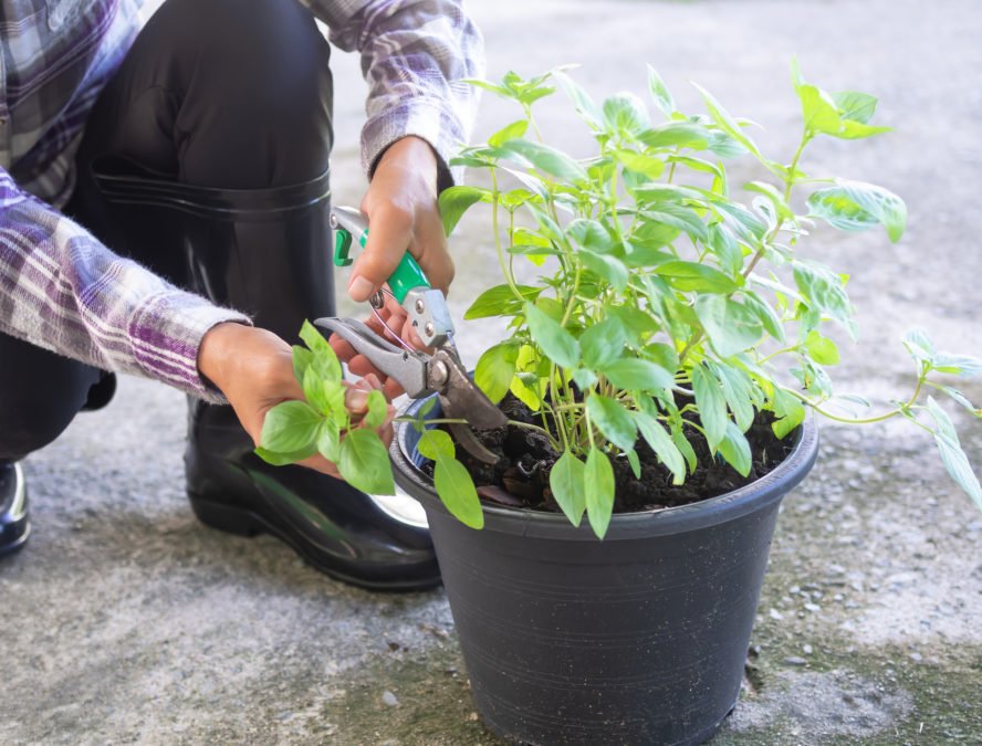 How Often You Should Prune Your Basil Plants