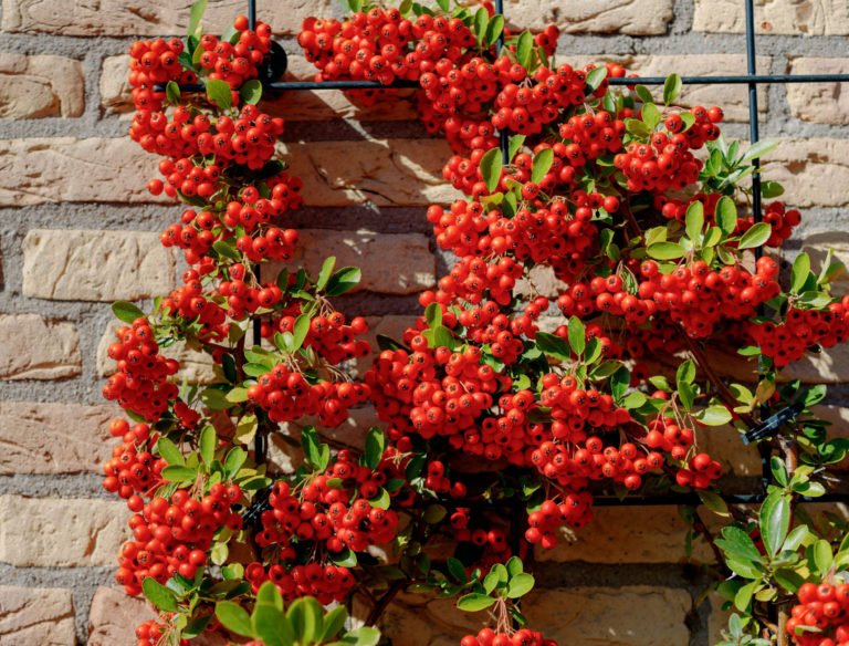 5-shrubs-you-can-plant-in-late-fall-flipboard