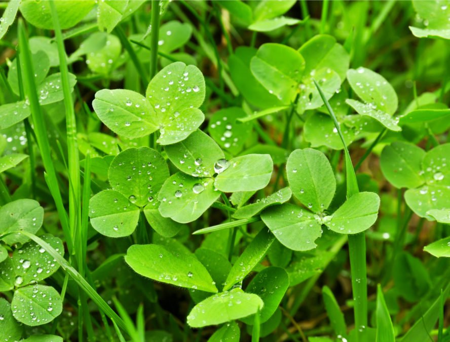 WHY YOU SHOULD NOT KILL CLOVERS IN YOUR YARD Flipboard