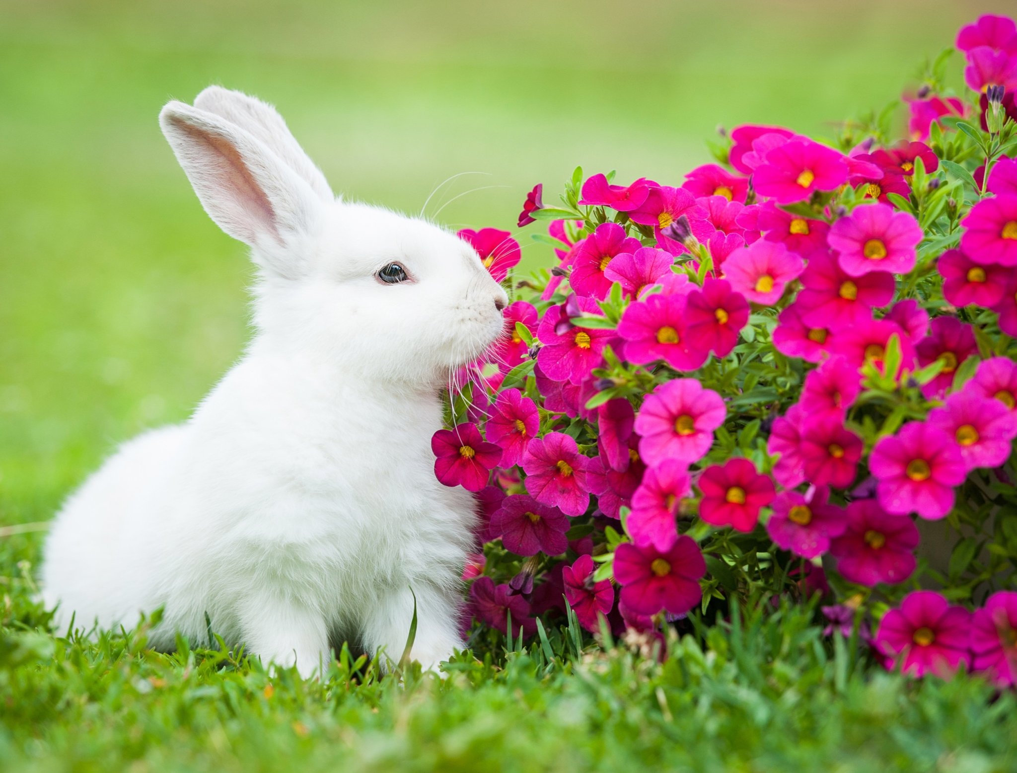 7 Plants That Repel Rabbits