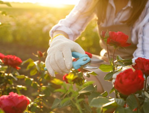 EVERYTHING YOU NEED TO KNOW ABOUT PRUNING ROSES