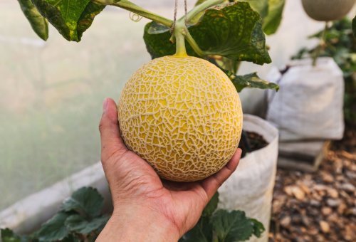 7 Tips For Growing Cantaloupe in Containers