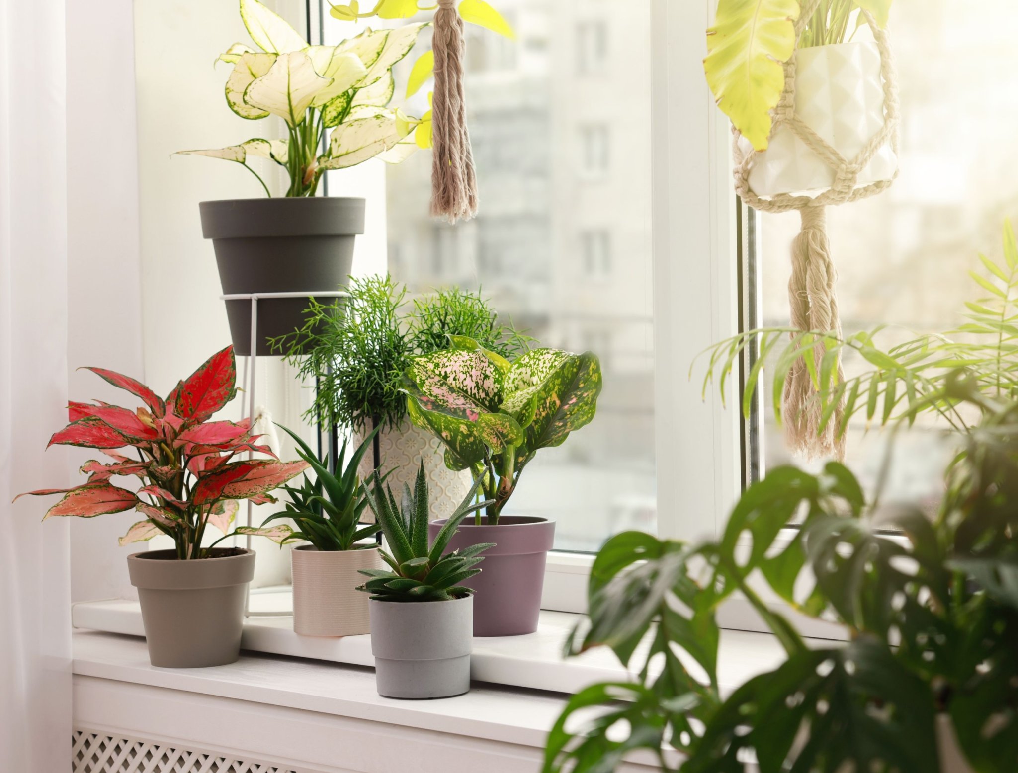 The Benefits of Grouping Houseplants Together