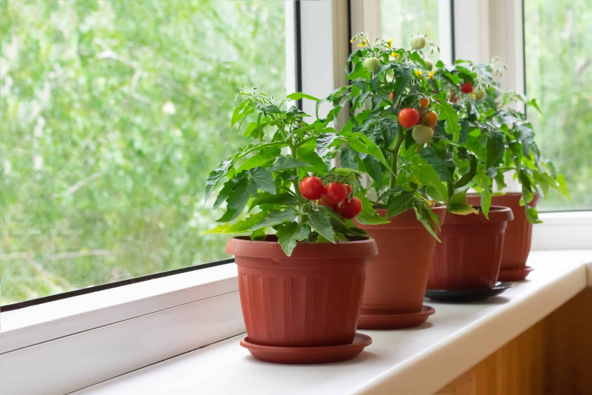 What Potting Soil is Best For Vegetables in Containers?