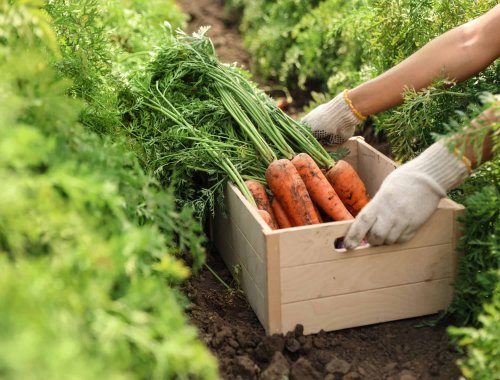 How to Grow Carrots From Carrots