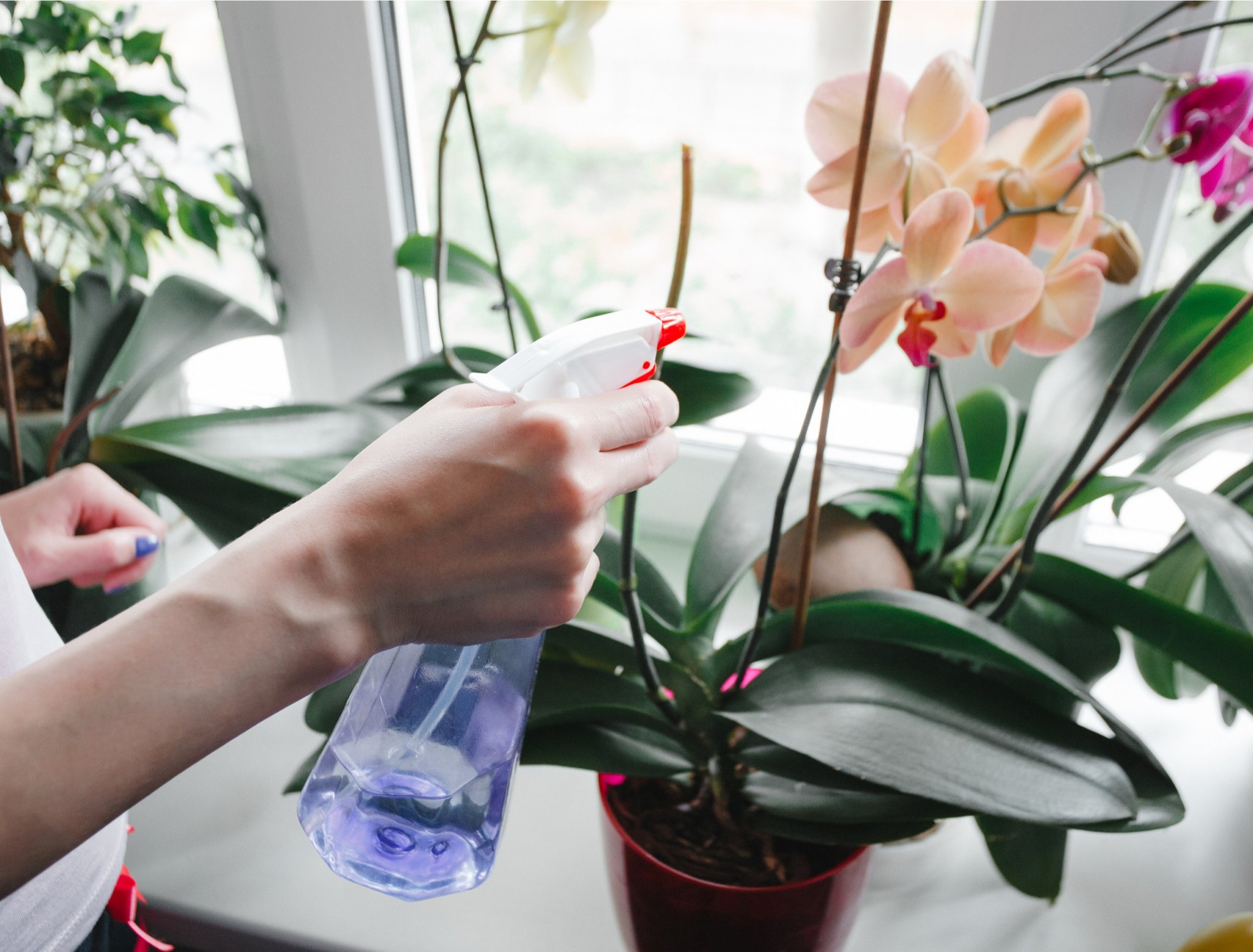 How Often Should You Water Orchids?