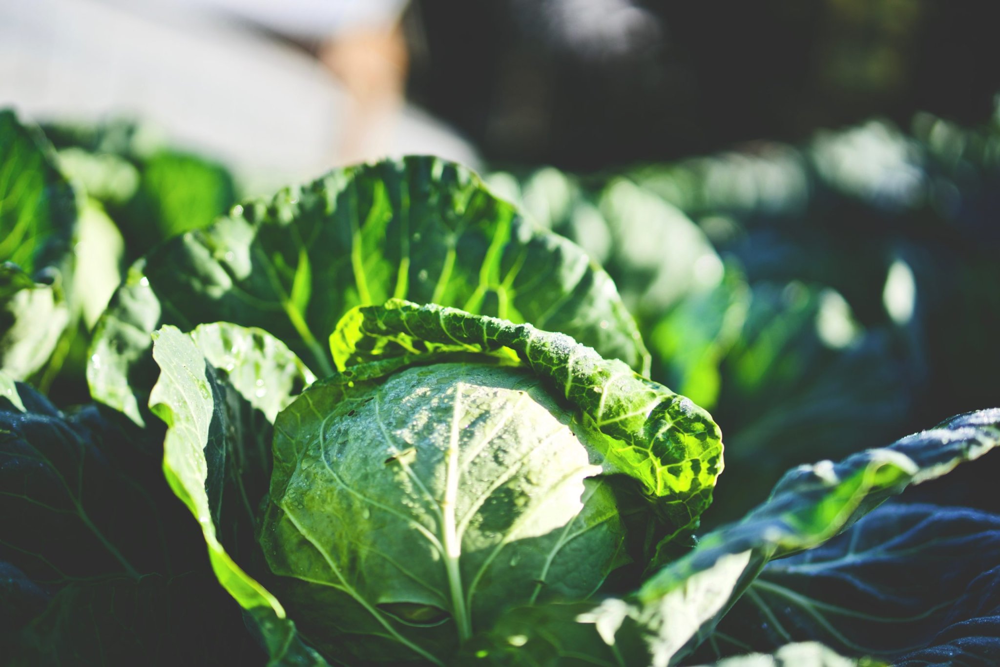 How to Plant and Grow Cabbage in Your Vegetable Garden