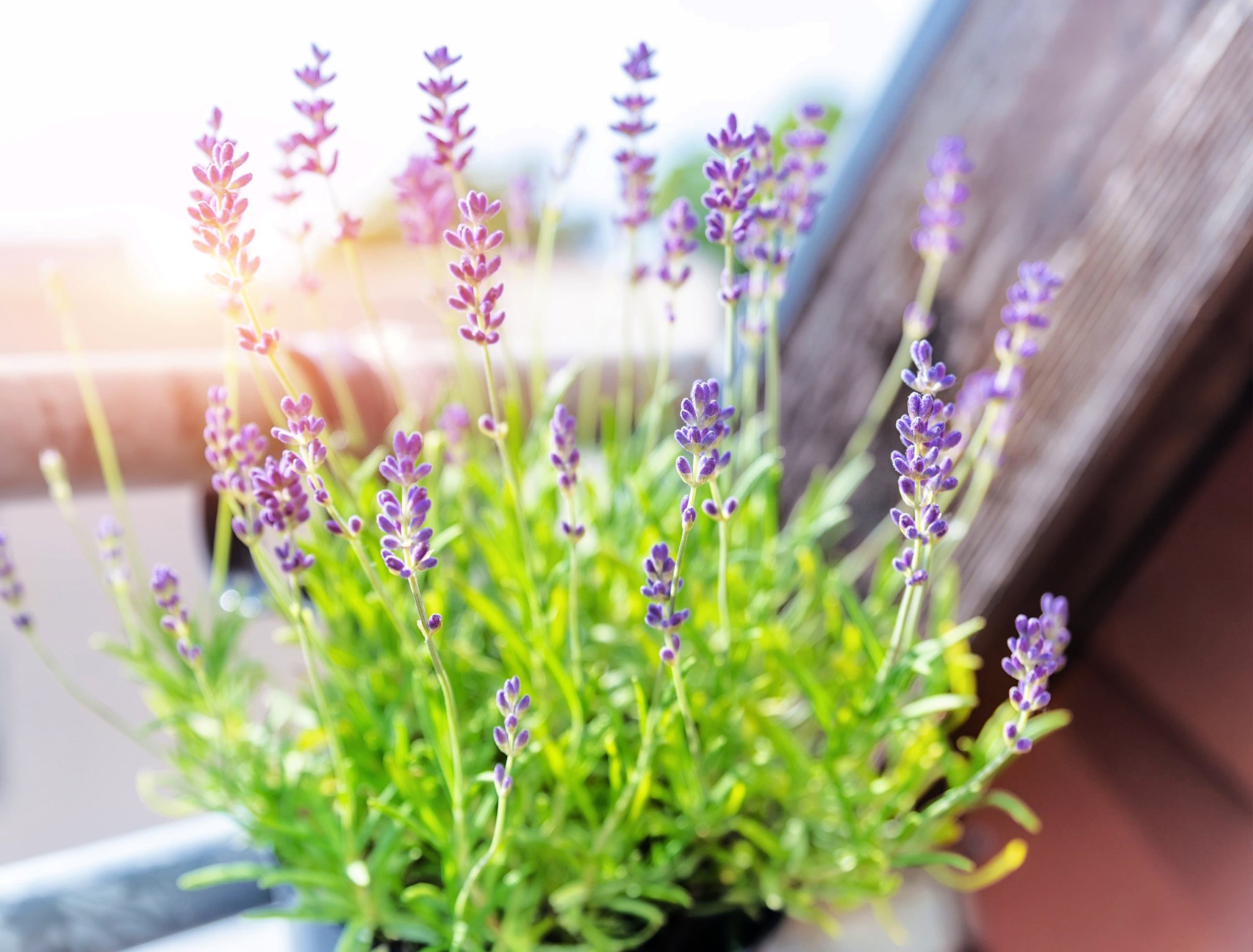 Can You Grow Lavender Indoors?