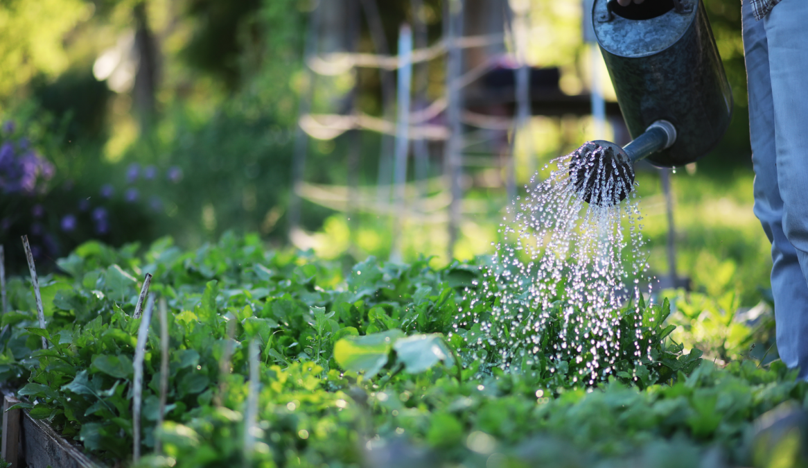 Avoid These 9 Mistakes When Watering Your Vegetable Garden