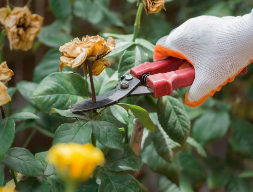 5 Reasons Your Rose Leaves Are Turning Yellow