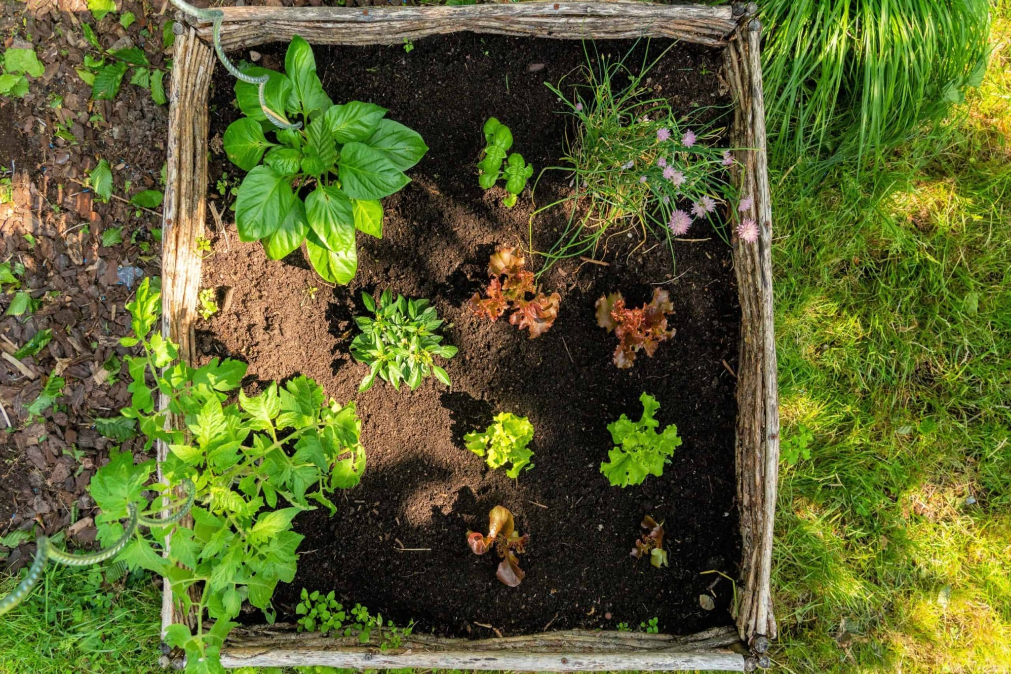 3 Garden Vegetables That Grow in Shade - Backyard Boss