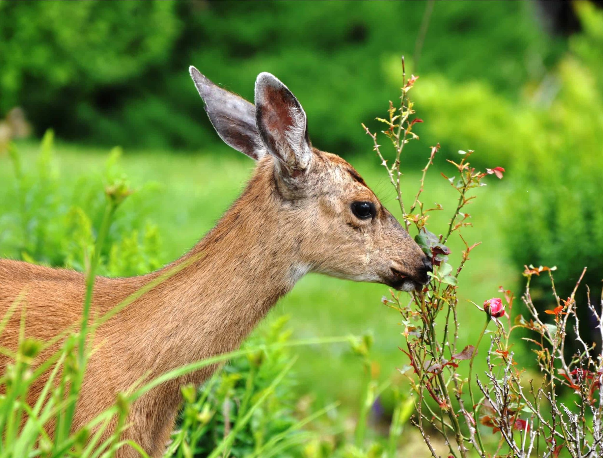 How to Create A Wildlife Habitat in Your Backyard