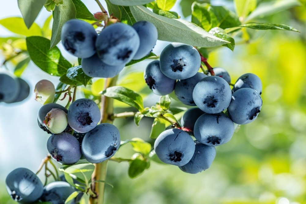 Picking Blueberries: When and How To Harvest Your Fruit