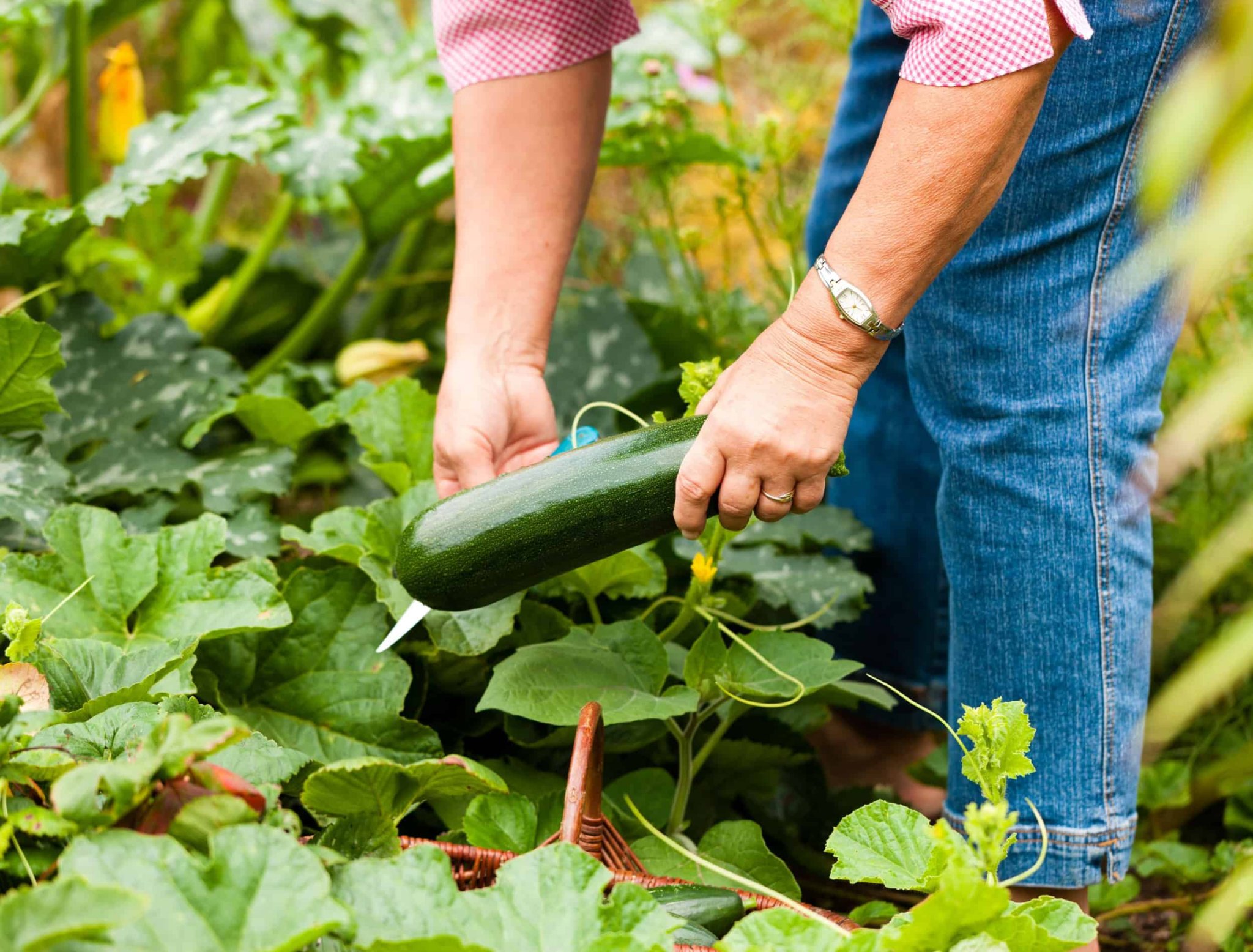 7 Tips for Successful Zucchini Harvest