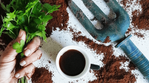 8 Reasons Why Used Coffee Grounds for Plants Is a Must
