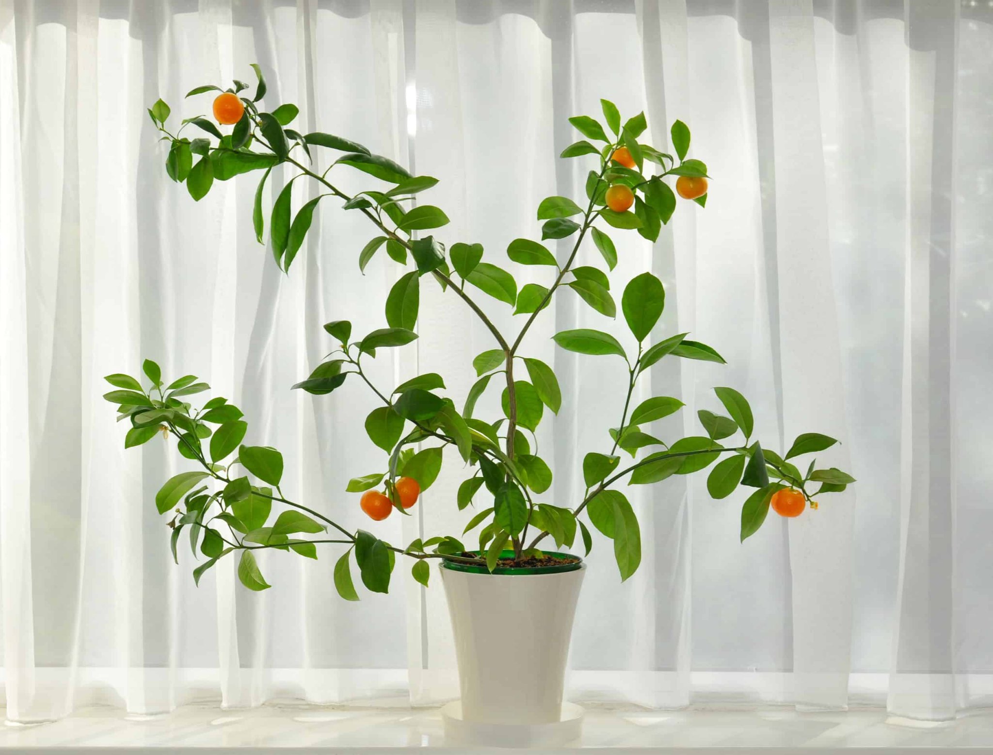5 Fruit Trees You Can Grow In Your Living Room