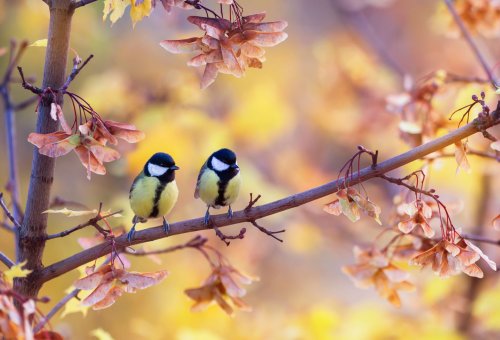 6 TREES AND SHRUBS THAT ATTRACT WILDLIFE TO YOUR LANDSCAPE