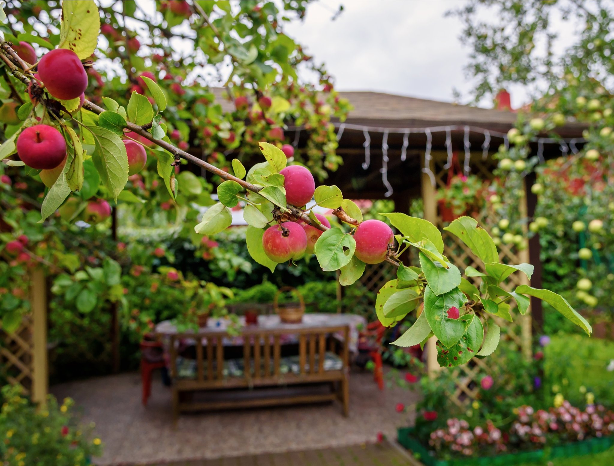 HOW TO GROW APPLE TREES IN CONTAINERS Flipboard