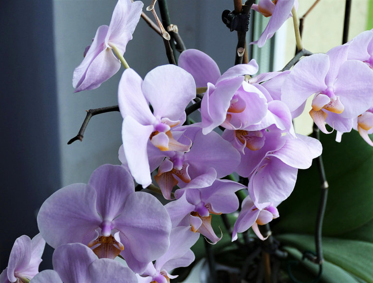6 Reasons Your Orchid Flowers are Falling Off