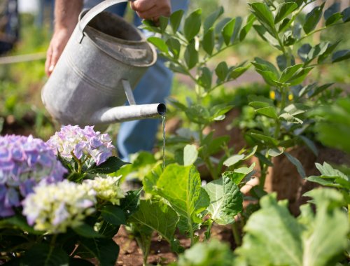 Is Sugar Water Good For Your Plants Backyard Boss Flipboard