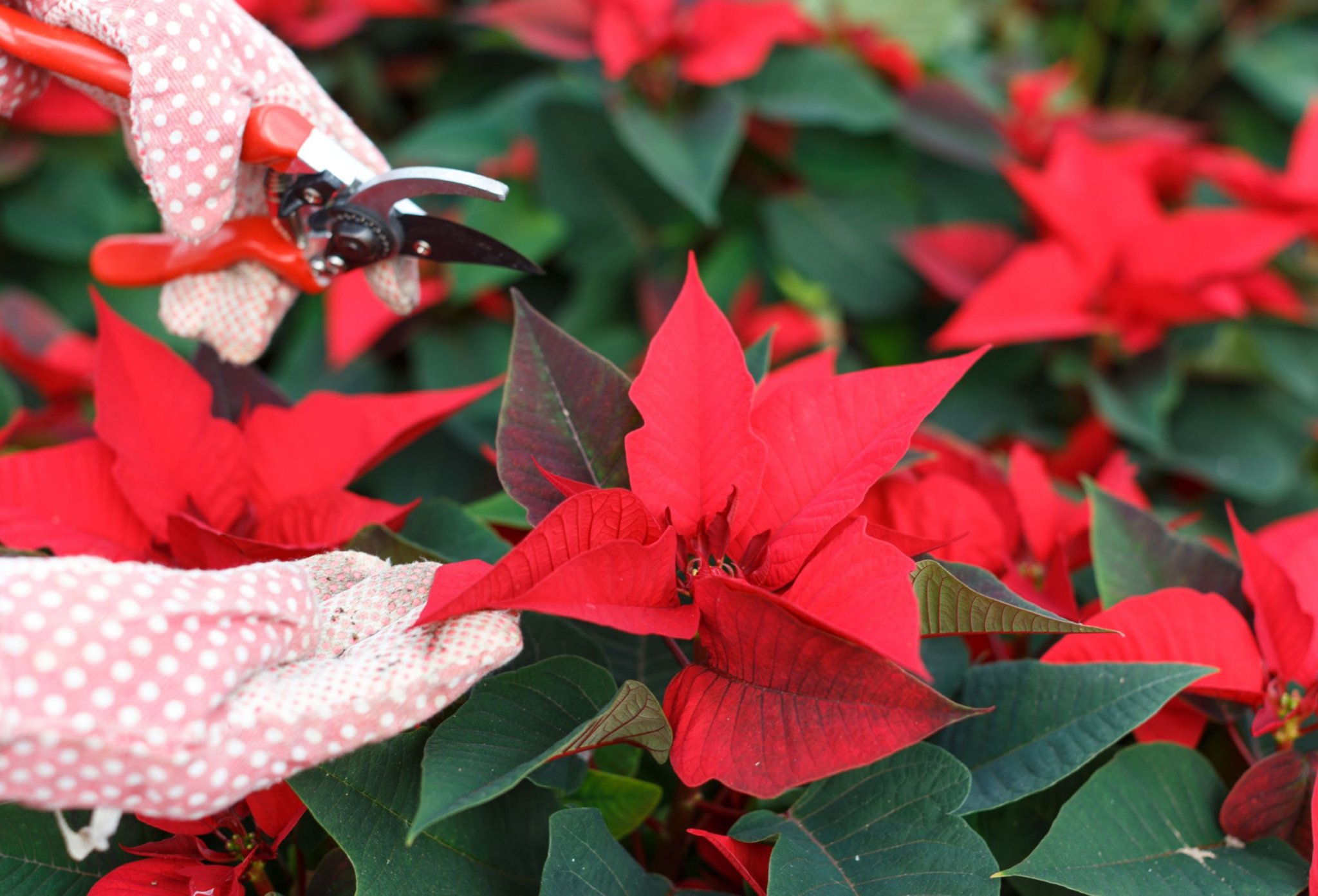 How To Prune Your Poinsettia