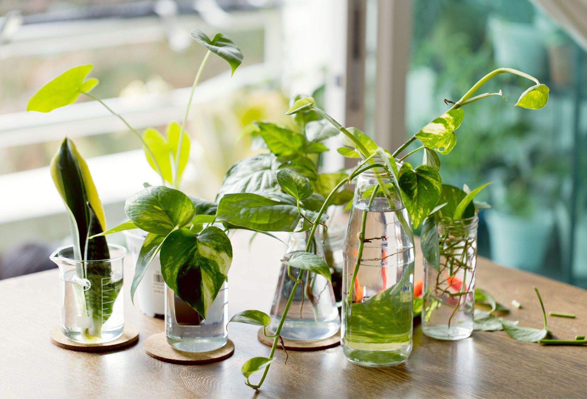 8 Amazing Indoor Plants You Can Grow in Water