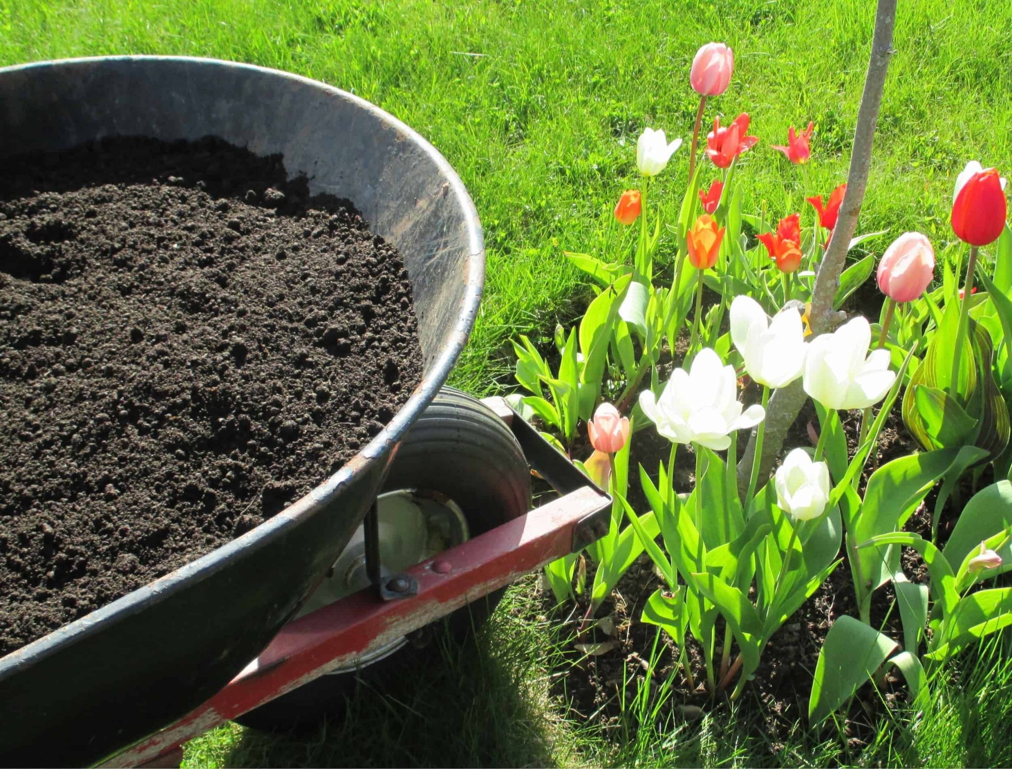 7 Reasons To Use Topsoil in Your Garden