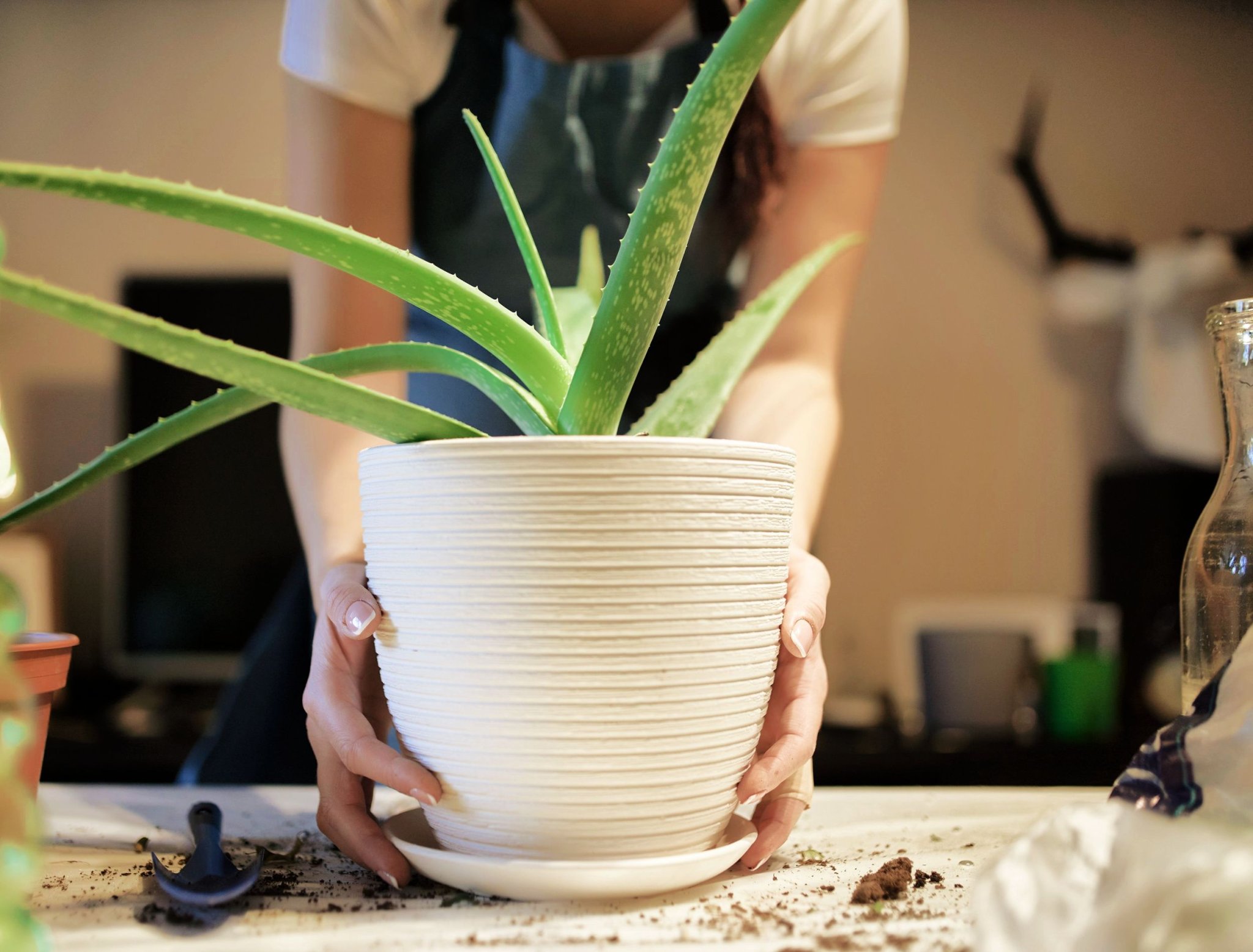 How to Care for Your Aloe Plant