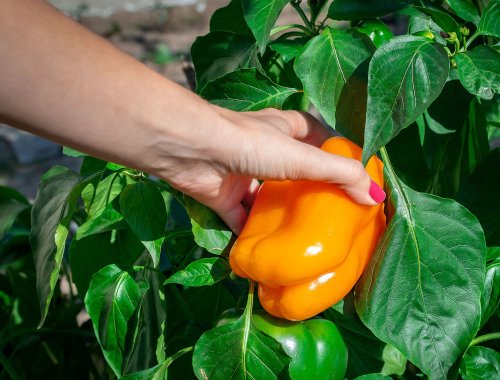 5 Heat-Resistant Vegetables to Grow in Hot Climates