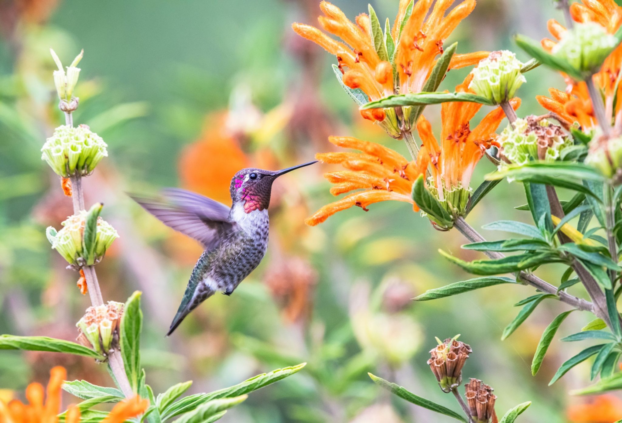 How To Create The Ideal Backyard Hummingbird Habitat