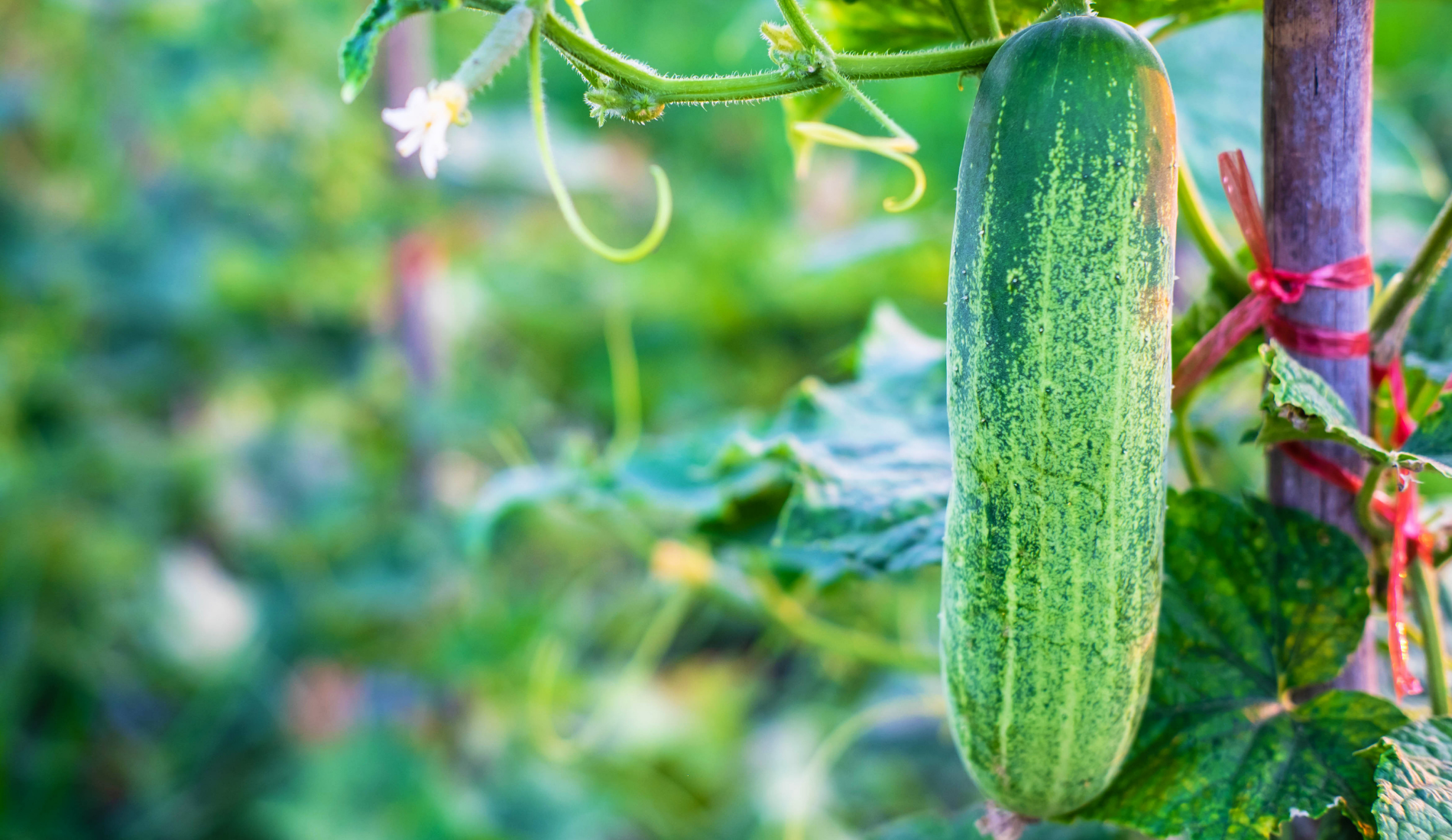 How to Grow Cucumbers in Containers