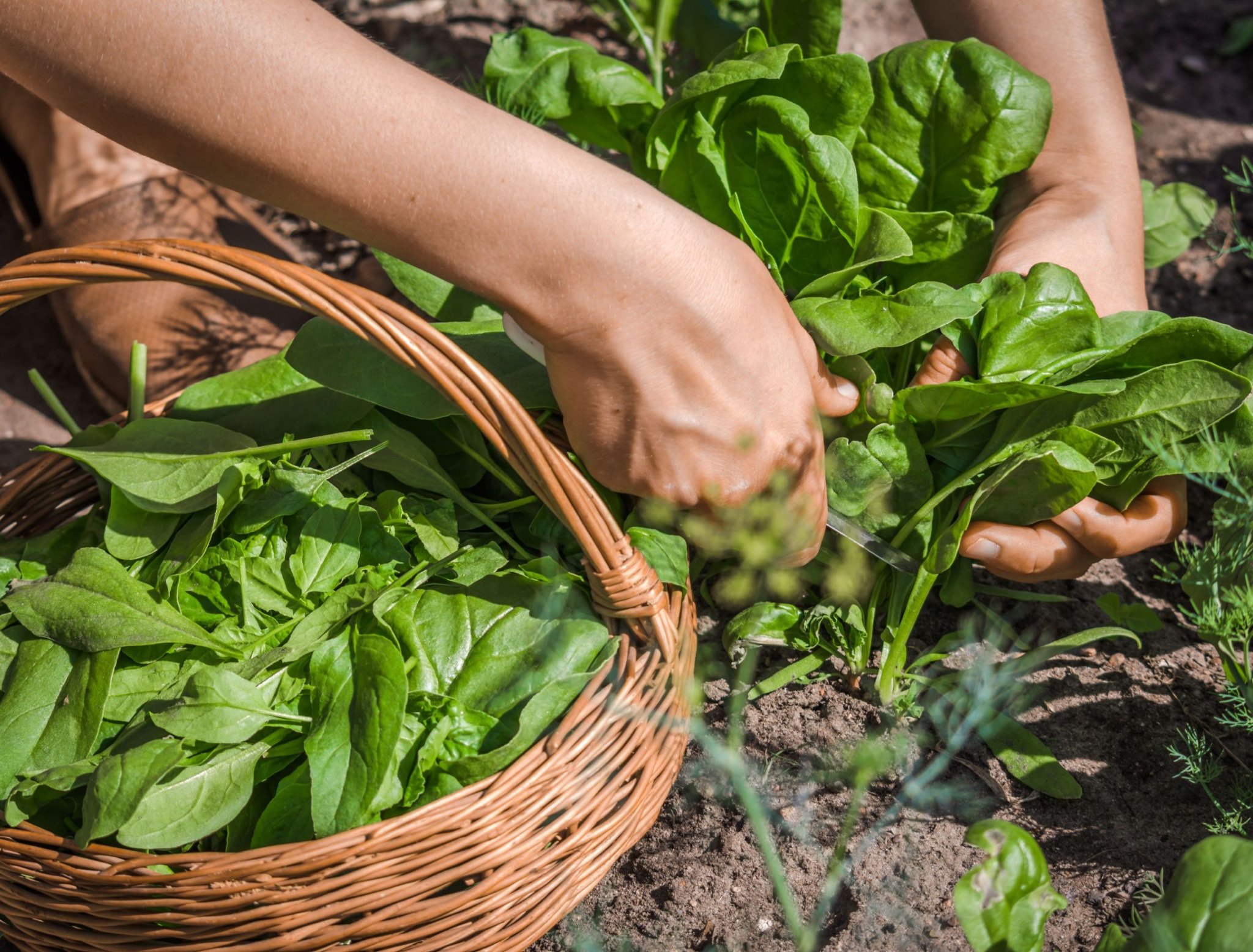 4 Benefits of Growing Spinach in Your Home Garden