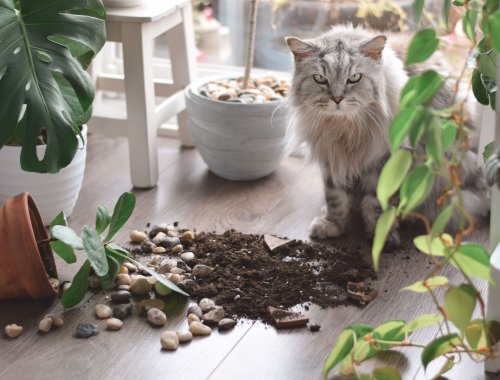 Keep Your Cats Out of Your Houseplants With These Simple Solutions