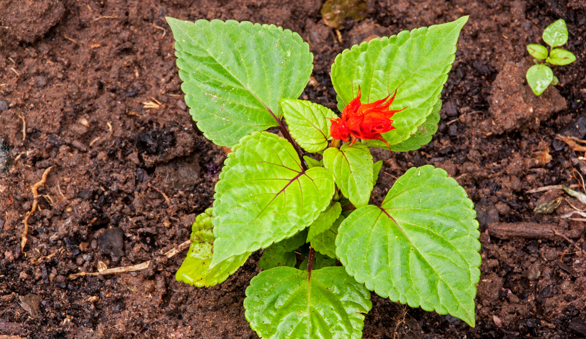 11 Plants That Grow in Loam Soil