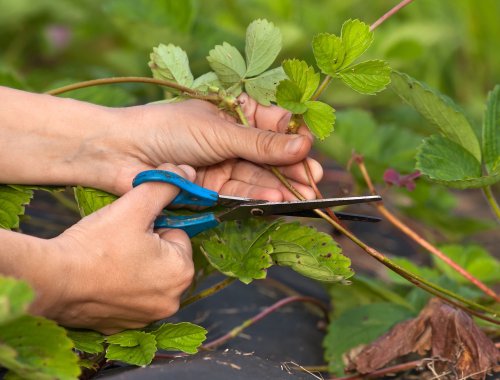 Should You Cut Back Strawberry Plants in Fall?