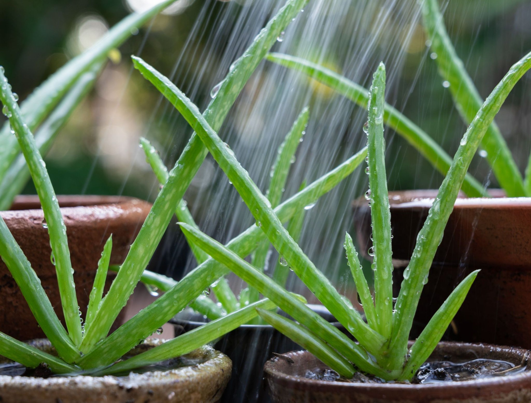 How Often Should You Water a Aloe Plant