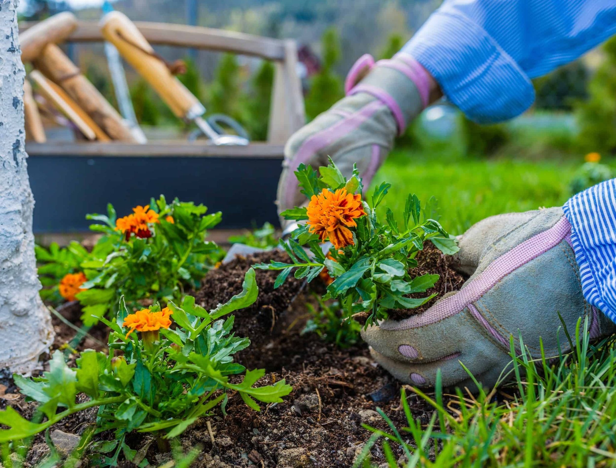 7 Reasons To Plant Marigolds in Your Garden Today