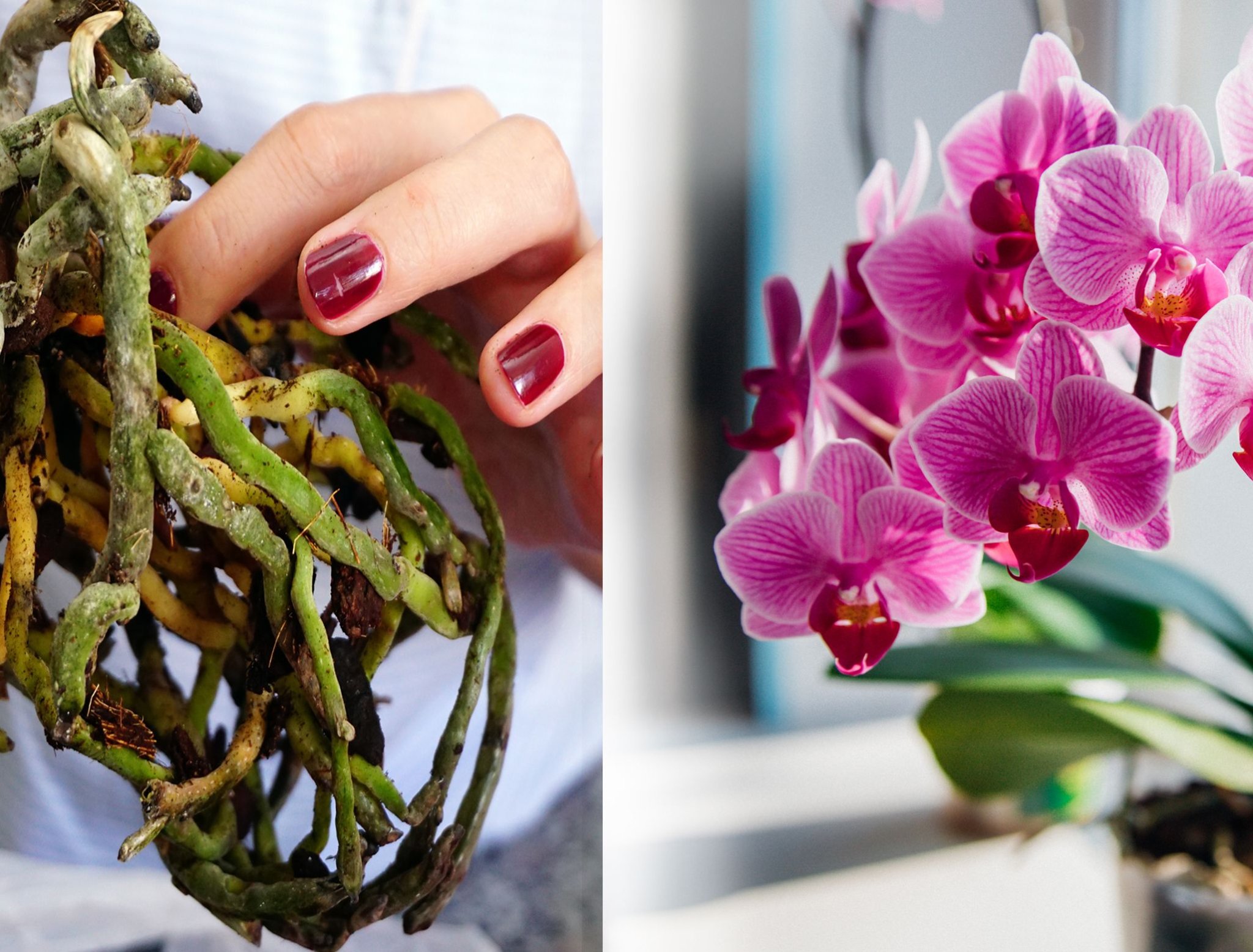 5 Natural Ways To Treat Orchid Fungal Diseases