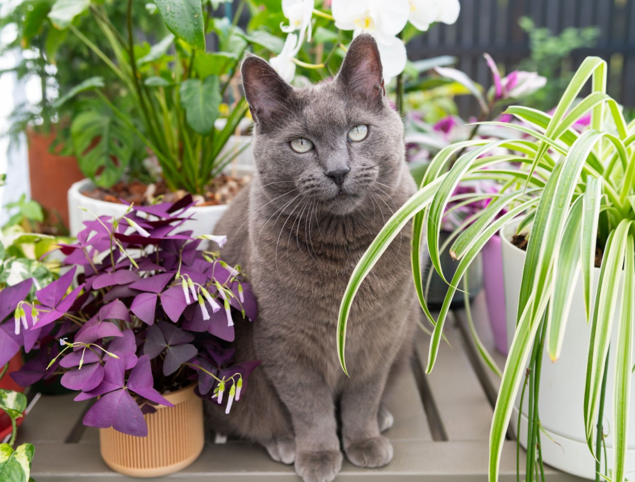 6 Low-Light Plants Safe for Cats
