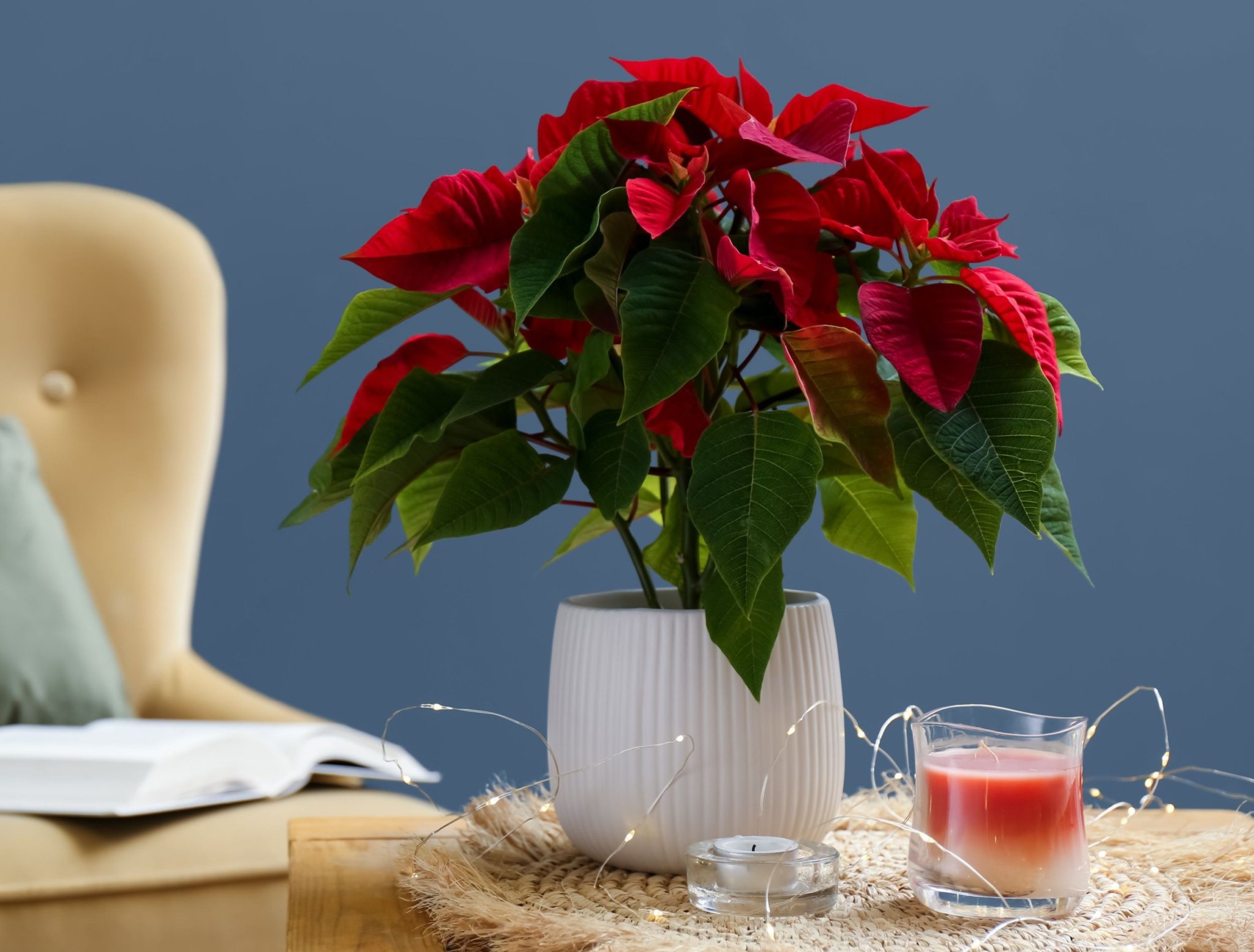 How To Make Your Poinsettia Turn Red